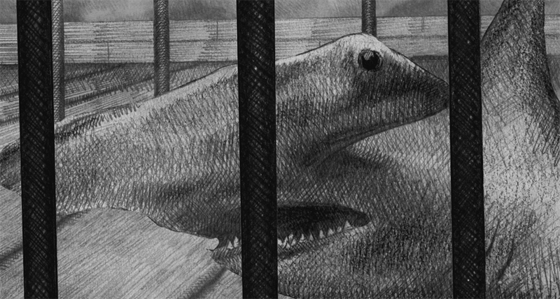 Pencil drawn image of a hammerhead shark in a cage on a ship taken from the visual narrative the Limerickee